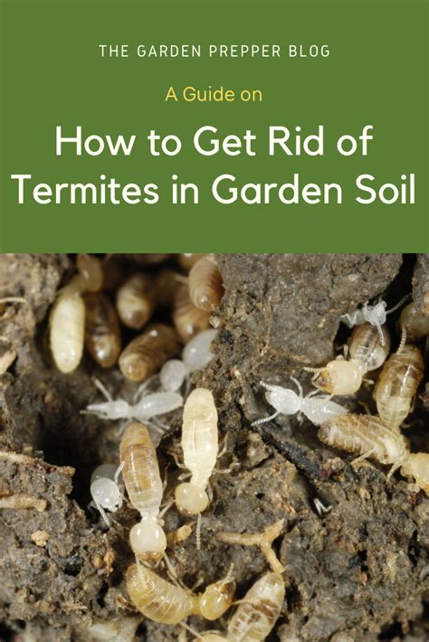 How To Get Rid Of Termites In Garden Soil Diy Termite Treatment Diy