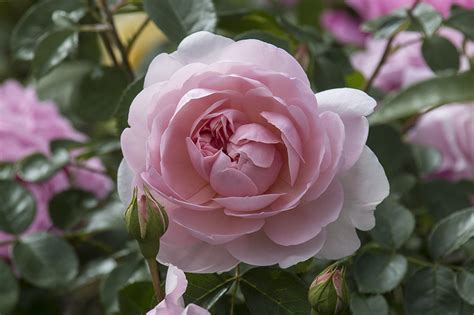 Photographing Oregon Heirloom Rose Garden