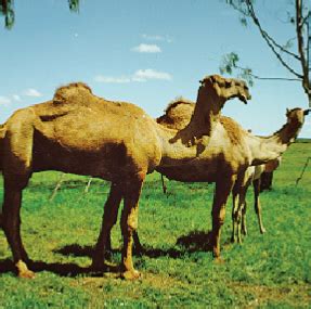 Camel Definition & Meaning | Description, Types& Adaptations - Animal