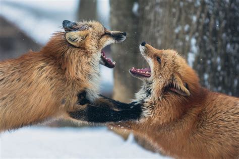 Free Photo Two Foxes Fighting In Forest In Winter Time
