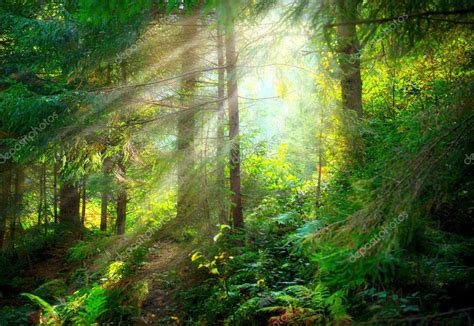 Beautiful Scene Misty Old Forest — Stock Photo © Subbotina 113667072