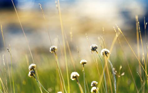 You are not allowed to add more samples to cart. Norway Plants Wallpapers | HD Wallpapers | ID #14568