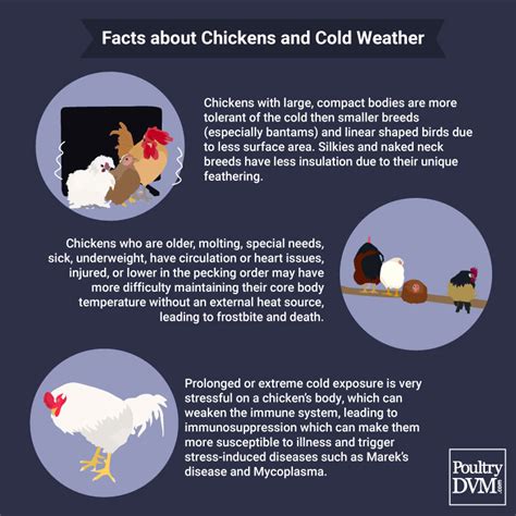 Poultrydvm Visual Interactive Poultry Health Information
