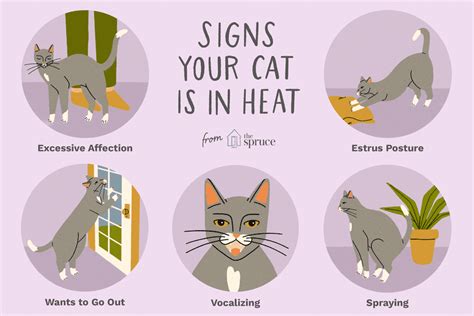 Cats In Heat Symptoms Manual Callaway