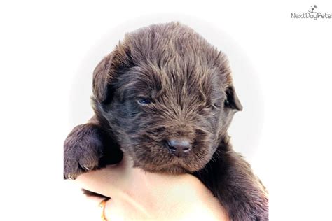 This page provides a listing of missouri newfoundland breeders. Beau Akc: Newfoundland puppy for sale near Lake Of The Ozarks, Missouri. | bd6ece35-f9b1