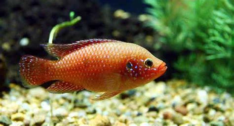 Buy Tropical Fish Online Aquarium Tips
