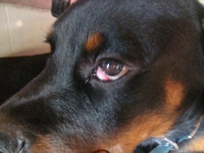 She knew how to tell the puppies no with out beingaggressive let your dog put the puppies in their place but don't let her be aggressive mother dogs have a deep growl that the puppies know which means. Diva has a muscular looking lump that has popped out of ...