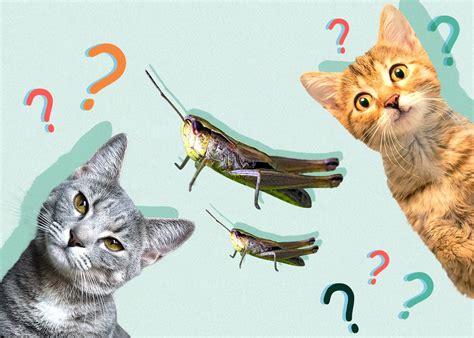 Can Cats Eat Crickets? Vet Approved Health Facts & Precautions - Catster