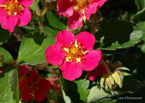 Pink Strawberry Flower By Lee Dentremont Redbubble