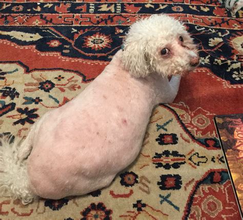 15 Woefully Botched Pet Haircuts That Had Their Owners Howling With