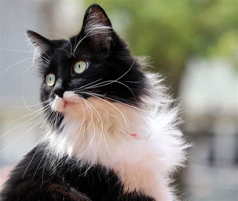 Royalty Free Photo Selective Focus Photography Of Long Furred Black