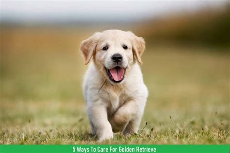 5 Ways To Care For Golden Retrievers Dogs Care