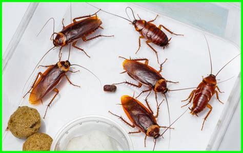 Cara membasmi semut menggunakan boraks. Cara Mengusir Kecoa yang Efektif Agar Tidak Datang Lagi ...