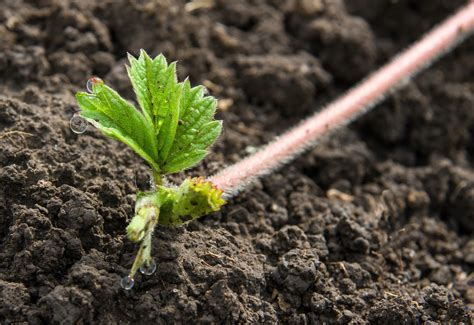 How To Easily Grow New Strawberry Plants From Runners