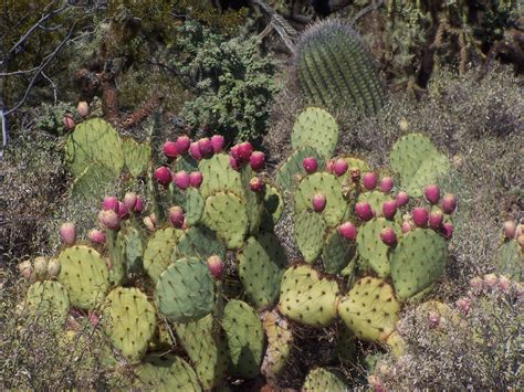 Various cactus and desert plants landscape scenery in arizona sonoran desert. Ironwood Forest National Monument