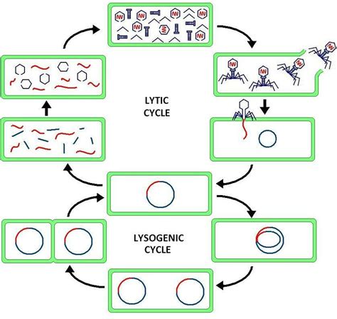 Lytic Cycle Definition Steps And Quiz Biology Dictionary