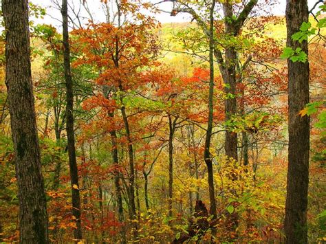 When To Expect Peak Fall Foliage In Arkansas