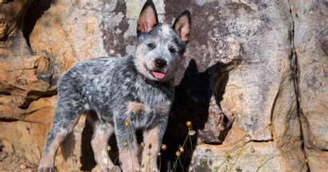 How To Exercise A Blue Heeler Puppy Proven Strategies