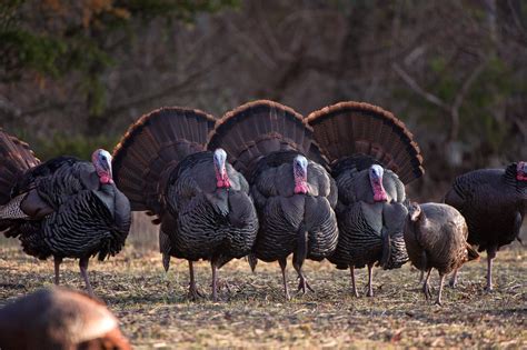 Turkey intervened militarily on cyprus in 1974 to prevent a greek takeover of the island and has since acted as patron state to the turkish republic of northern cyprus, which only turkey recognizes. Free Turkey Wallpapers Wallpaper | Turkey hunting season, Turkey hunting, Wild turkey