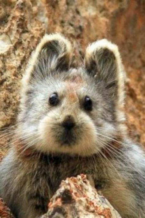 The Ili Pika Another Animal On An Endangered List The Portugal News