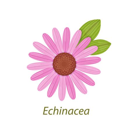 Echinacea Illustrations Stock Photos Pictures And Royalty Free Images