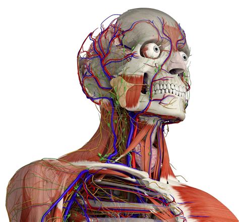 The arteries relax and open up to. Essential Anatomy 5 - 3D4Medical