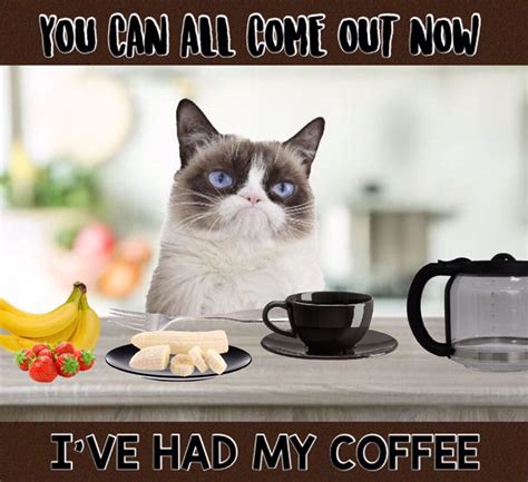 A Cat Is Sitting At A Table With Coffee And Fruit On It While The
