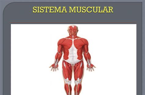 Anatomía Y Fisiología Humana Sistema Muscular