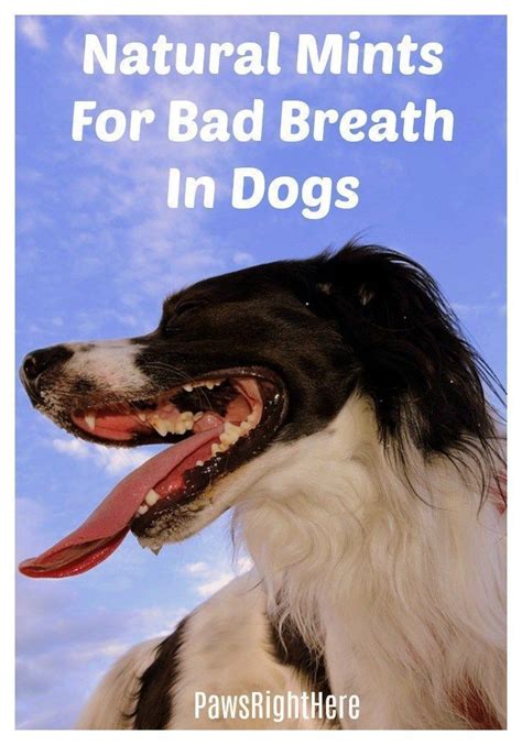 Natural Remedy Dogs Bad Breath Paws Right Here Bad Dog Breath Bad