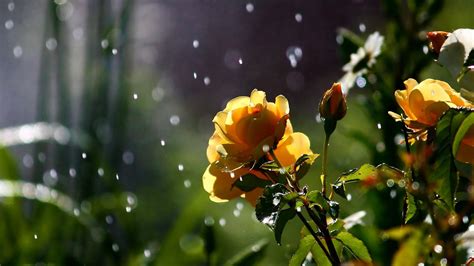 Hd Nature Flowers Petals Plants Garden Rain Drops Sparkle Weather Storm