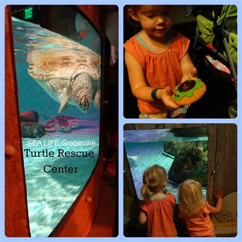 Mckinney Mommas Sea Life Aquarium Turtle Rescue Center And Giveaway