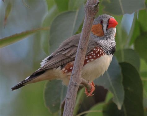 Richard Waring's Birds of Australia: Zebra Finches