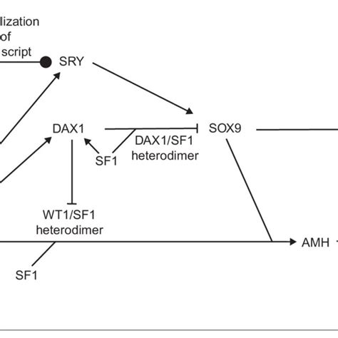 Proposed Interactions Among Transcription Factors During Mammalian Male Download Scientific