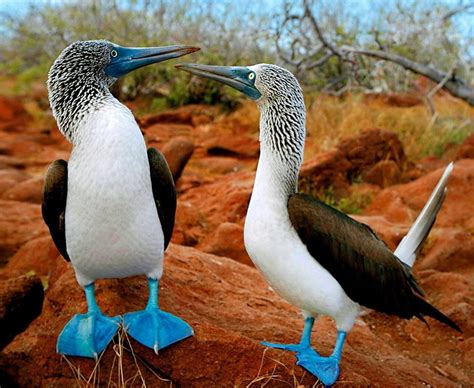 The Beauty Of The Blue Footed Booby Esl Voices