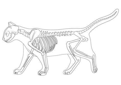 Cat Skeleton Coloring Page - Free Printable Coloring Pages for Kids