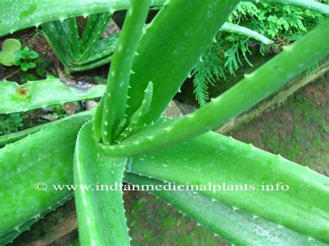 Aloe Vera Information In Kannada Language