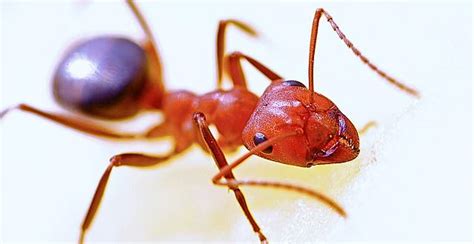4 das fazit der ameisenjagd. Ameisen im Haus bekämpfen - The Intelligence