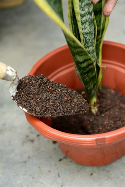 Terkadang saat kita menjelajahi dunia maya kita menemukan banyak hal yang menarik. Ini Cara Mudah Biak Pokok Lidah Mak Mertua Gerenti Hidup ...