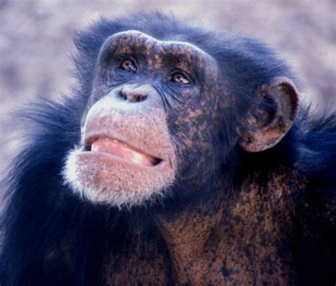 Why Are Chimps And Humans Similar Creation Moments