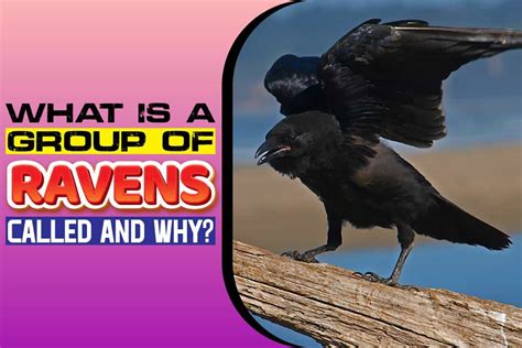 what is a group of ravens called and why snoop lion