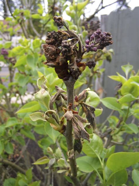 Lilacs Suffer In Wet Spring With Blackened Blooms
