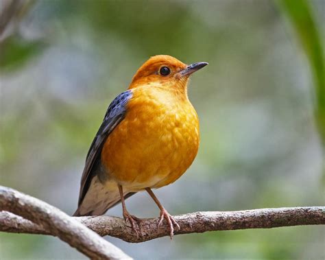 Selengkapnya tentang burung, simak daftar isi berikut ini. BURUNG ANIS: JENIS GAMBAR BURUNG ANIS - 2