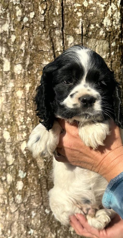 Anastasia Knights Cocker Spaniels Cocker Spaniel Puppies For Sale In