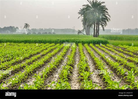 Bangladeshi Village Photo Hi Res Stock Photography And Images Alamy