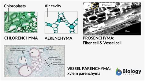 Parenchyma Definition And Examples Biology Online Dictionary