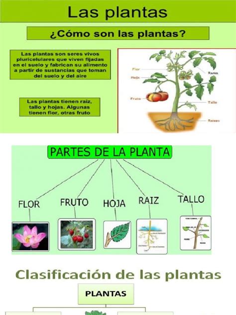 Diapositivas Del Reino Vegetal Pdf