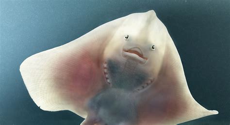 Tim Flach More Than Human TagesWoche