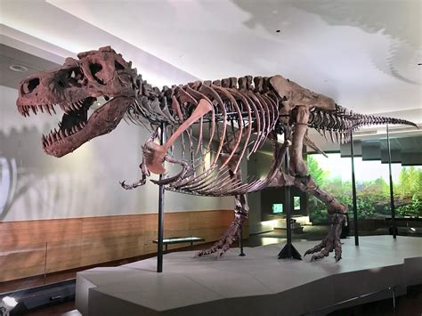Sue Is The Largest Trex To Be Found So Far At 90 Of The Body