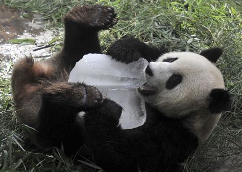 Scientists Discover Why Giant Pandas Eat Shoots And Leaves Panda