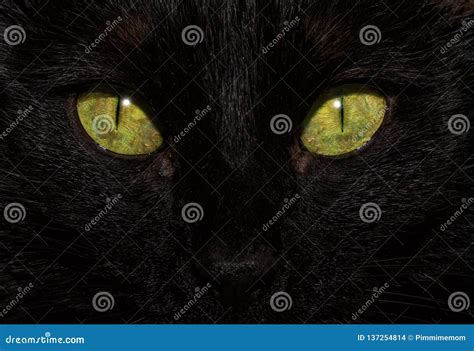 Close Up Image Of A Black Cat`s Eyes Stock Photo Image Of Deep Macro
